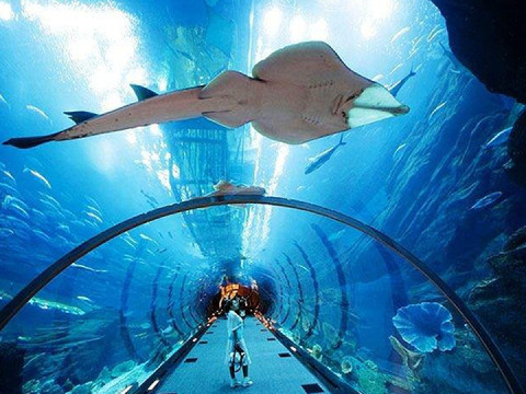 Discovering the Wonders of Dubai Aquarium and Underwater Zoo: Tickets, Prices, and More